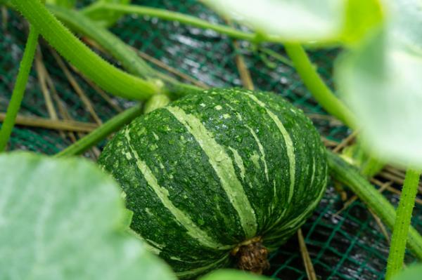 かぼちゃの栽培方法 種まきから収穫まで解説 仕立てや人工授粉 追肥 うどんこ病予防のポイントも ブログ Meets