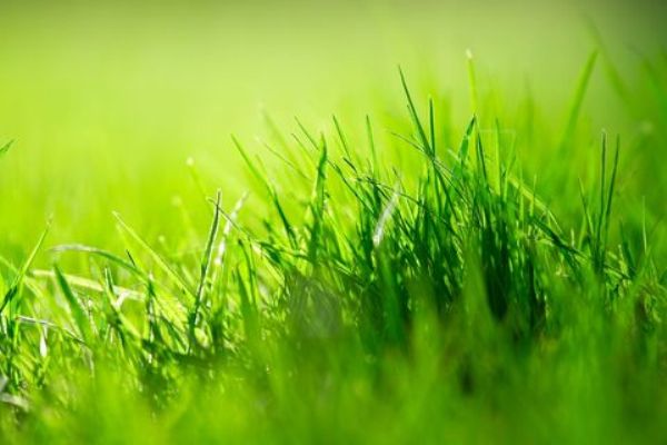 芝生にも種類がある 高麗芝 野芝など 芝生の種類と特徴 ブログ Meets