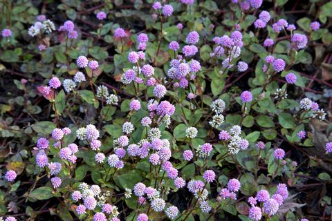庭の雑草対策にも 美しい花を楽しめる グランドカバー向けの植物5選 ブログ Meets