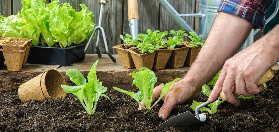 冬も家庭菜園を楽しもう 冬に植えて春に収穫できる野菜6選 ブログ Meets