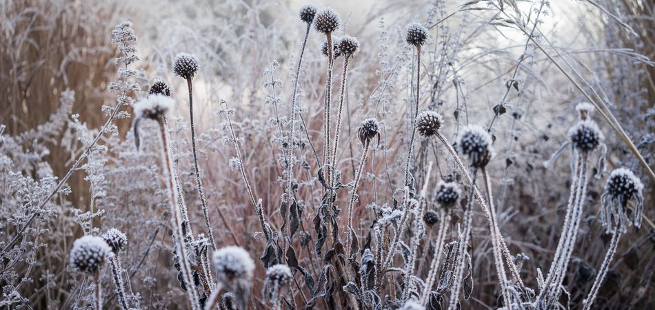 冬のお庭のアクセントに シルバーリーフの種類や育て方 ブログ Meets